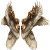 [Bound] Angel Wings MU Online