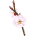 White Cherry Blossom Branch MU Online