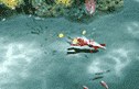 Swimming in Atlans MU Online