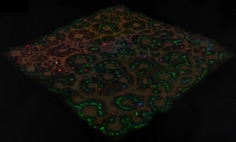Swamp of Destruction map MU Online